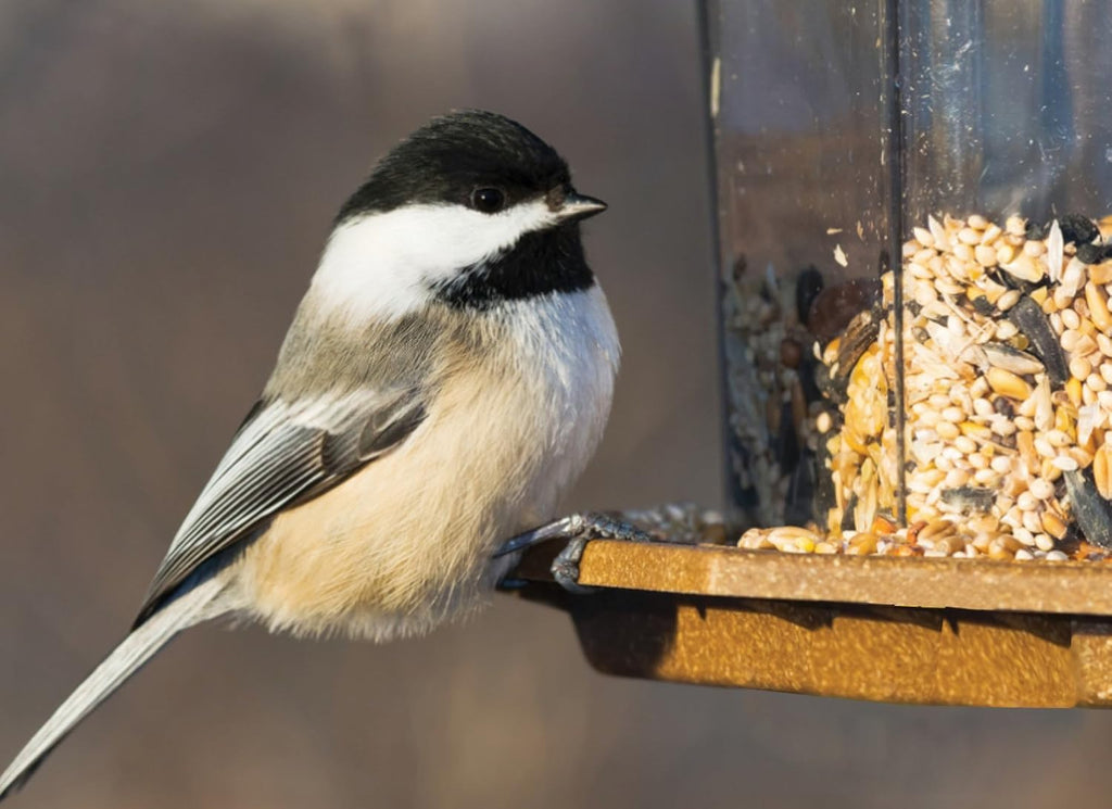 10-Pounds Wild Bird Food Y339